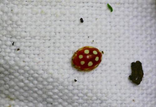 Réf. 238 718 : Vibidia duodecimguttata